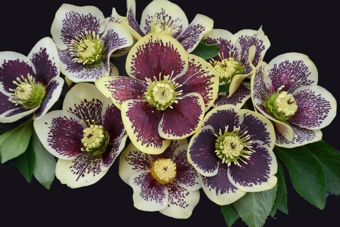 Honeymoon&reg; 'Rio Carnival' - Helleborus hybrid from EC Browns Nursery