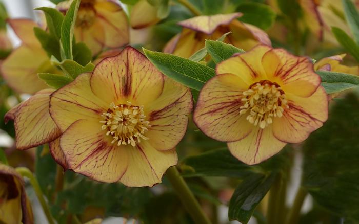 Honeymoon&reg; 'Tropical Sunset' - Helleborus hybrid from EC Browns Nursery