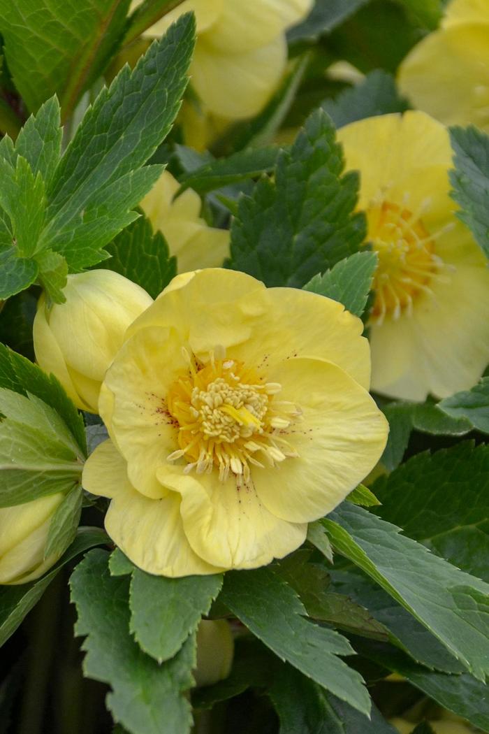 Honeymoon&reg; 'California Dreaming' - Helleborus (Lenten Rose) from EC Browns Nursery