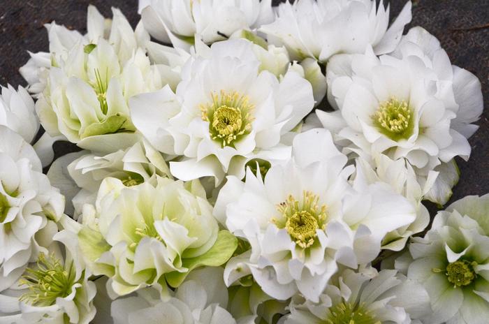 Wedding Party&reg; 'Wedding Bells' - Helleborus (Lenten Rose) from EC Browns Nursery