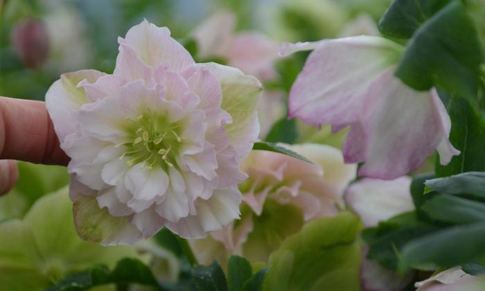 Wedding Party&trade; 'Flower Girl' - Helleborus hybrid from EC Browns Nursery