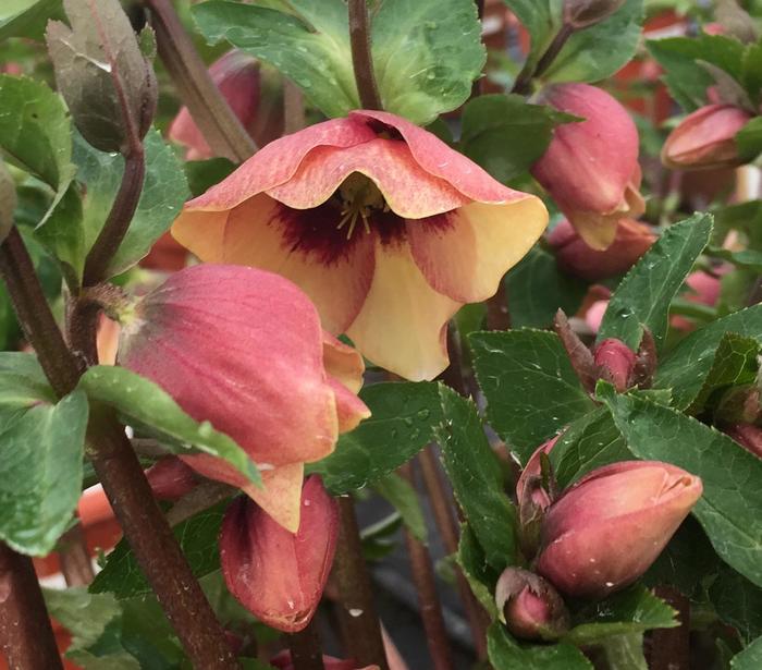 Honeymoon&reg; 'Sandy Shores' - Helleborus (Lenten Rose) from EC Browns Nursery