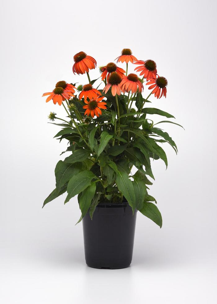 Artisan&trade; Soft Orange - Echinacea x hybrida from EC Browns Nursery