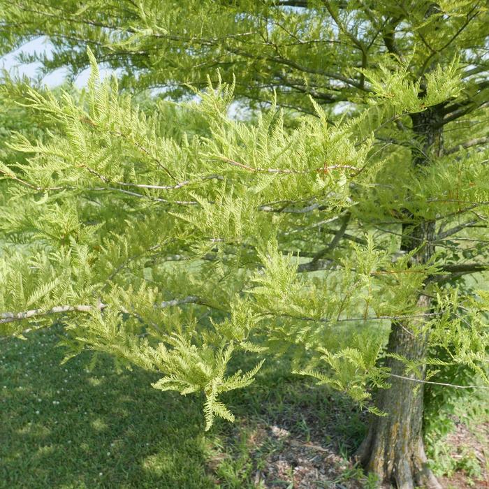 Bald Cypress - Taxodium distichum (Bald Cypress) from EC Browns Nursery