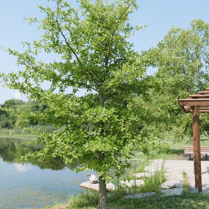 Black Gum - Nyssa sylvatica from EC Browns Nursery