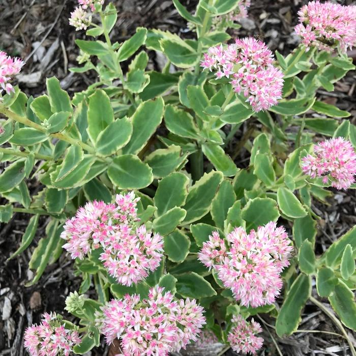 'Frosted Fire' Stonecrop - Sedum telephium from EC Browns Nursery