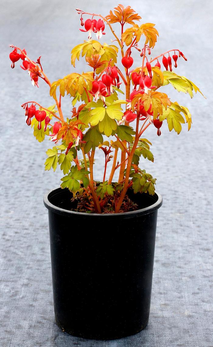 Ruby Gold Bleeding Hearts - Dicentra spectabilis 'Ruby Gold' (Bleeding Hearts) from EC Browns Nursery