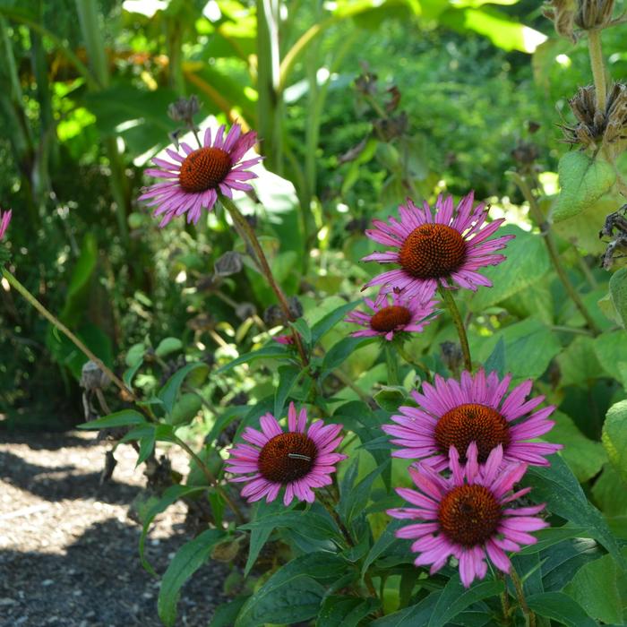 'Vintage Wine' Coneflower - Echinacea purpurea from EC Browns Nursery