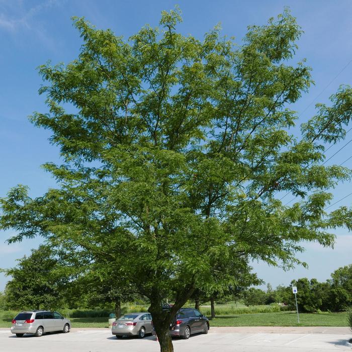 Skyline&reg; Honeylocust - Gleditsia triacanthos var. inermis 'Skycole' from EC Browns Nursery