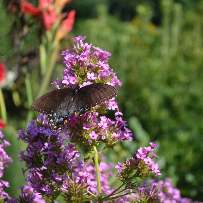 'Jeana' - Phlox paniculata from EC Browns Nursery