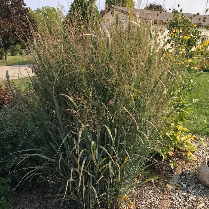 Northwind Switch Grass - Panicum virgatum Northwind from EC Browns Nursery