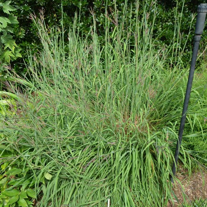 Big Blue Stem - Andropogon gerardii from EC Browns Nursery