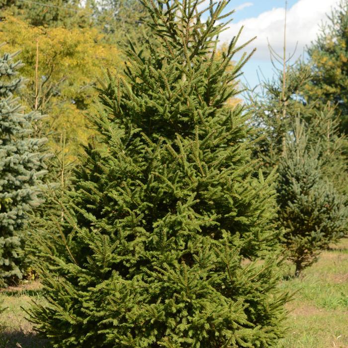 Norway Spruce - Picea abies from EC Browns Nursery