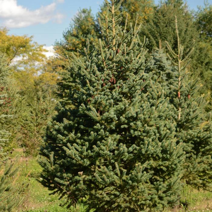 White Spruce - Picea glauca from EC Browns Nursery