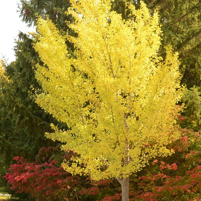 Ginkgo - Ginkgo biloba 'Autumn Gold' from EC Browns Nursery