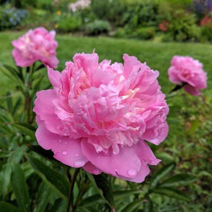 'Edulis Superba' - Paeonia lactiflora from EC Browns Nursery