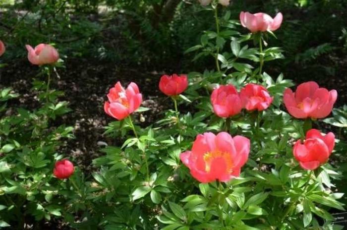  'Flame' - Paeonia lactiflora from EC Browns Nursery