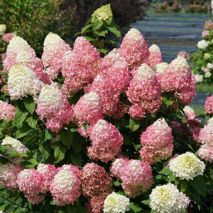 Quick Fire Fab® - Hydrangea paniculata from EC Browns Nursery