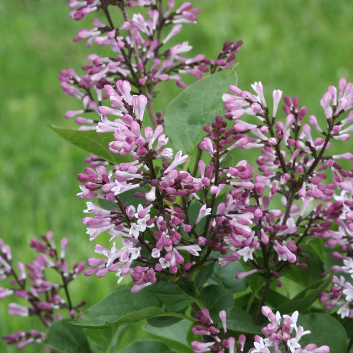 Baby Kim&reg; - Syringa hybrid from EC Browns Nursery