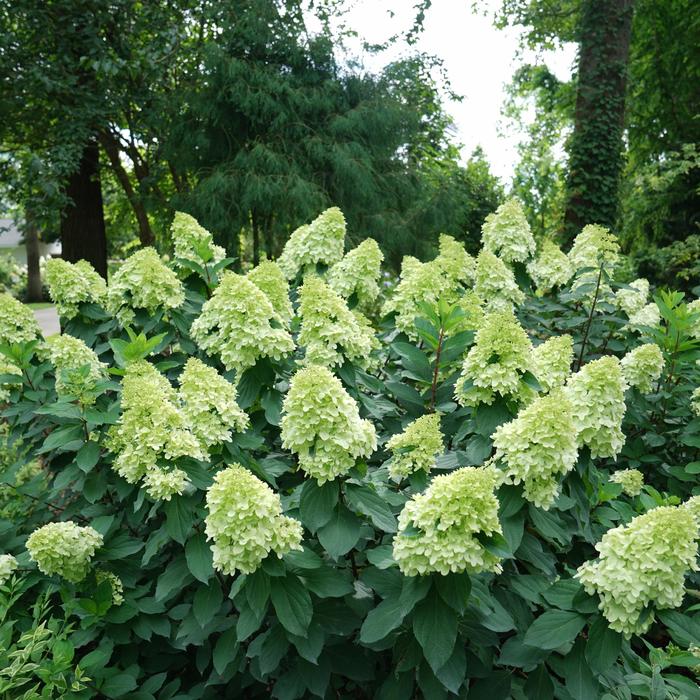 'Limelight Prime&reg;' - Hydrangea paniculata from EC Browns Nursery
