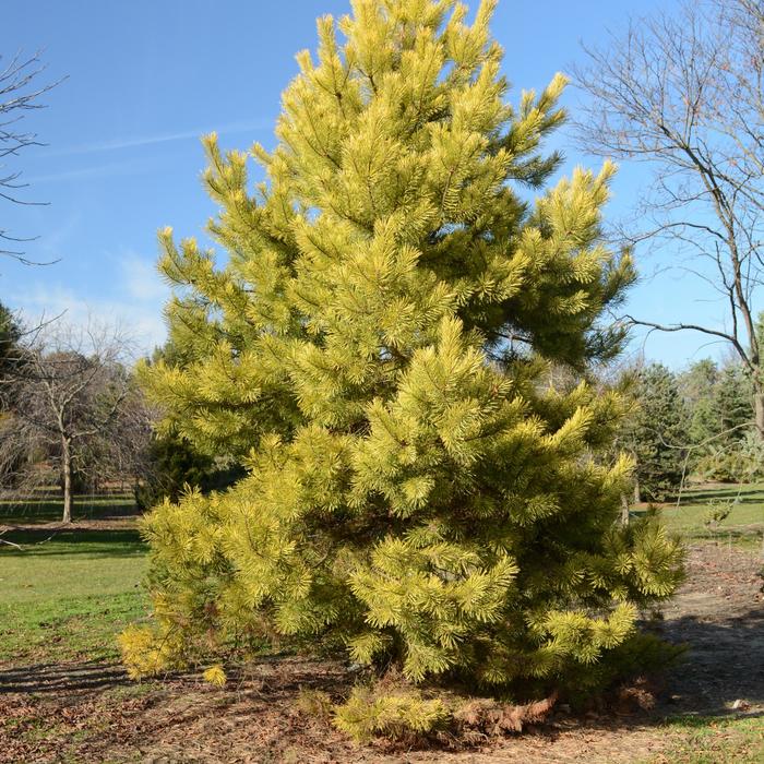 'Gold Coin' Scotch Pine - Pinus sylvestris from EC Browns Nursery