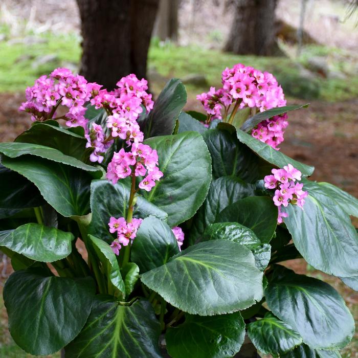 'Miss Piggy' - Bergenia from EC Browns Nursery