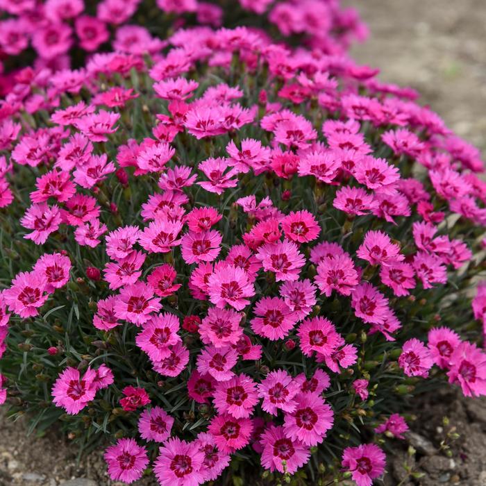 'Paint the Town Fancy' - Dianthus hybrid from EC Browns Nursery