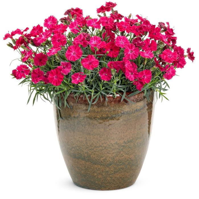 'Paint the Town Red' - Dianthus hybrid from EC Browns Nursery