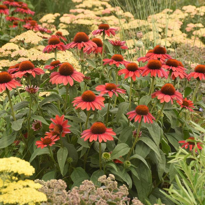 Color Coded&reg; 'Frankly Scarlet' - Echinacea (Coneflower) from EC Browns Nursery