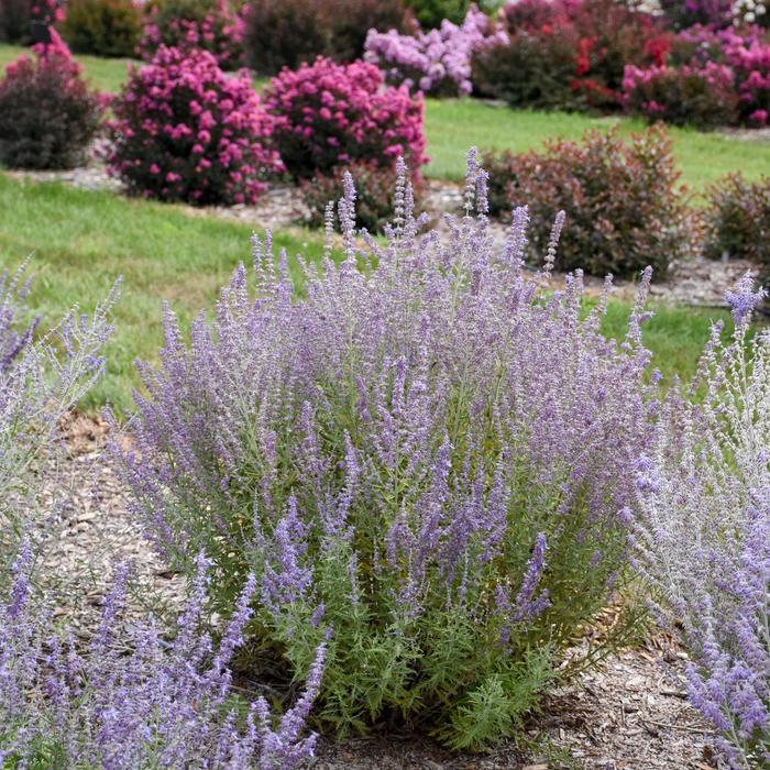 'Sage Advice' - Perovskia atriplicifolia (Russian Sage) from EC Browns Nursery