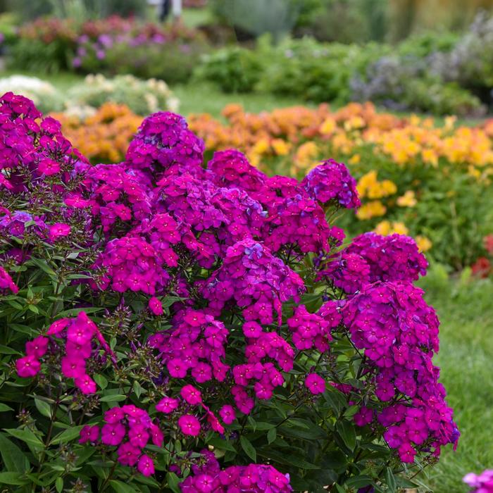 Luminary&trade; 'Ultraviolet' - Phlox paniculata from EC Browns Nursery