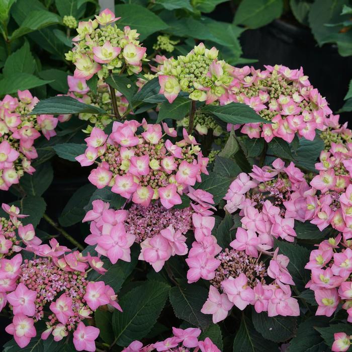 Let's Dance Can Do® - Hydrangea serrata from EC Browns Nursery