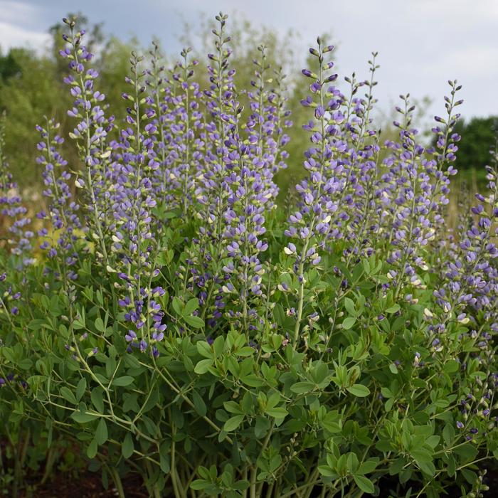 Decadence&reg; Deluxe 'Blue Bubbly' - Baptisia hybrid from EC Browns Nursery