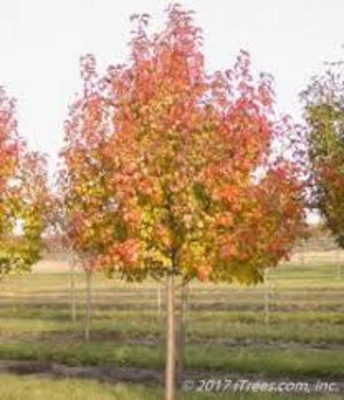 Aristocrat Pear - Pyrus calleryana 'Aristocrat' from EC Browns Nursery