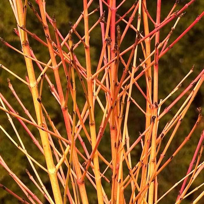 Dogwood - Cornus sanguinea 'Arctic Sun' from EC Browns Nursery