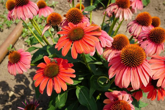 Sombrero&reg; Tango Tangerine - Echinacea 'Balsomotan' PP31844 (Coneflower) from EC Browns Nursery