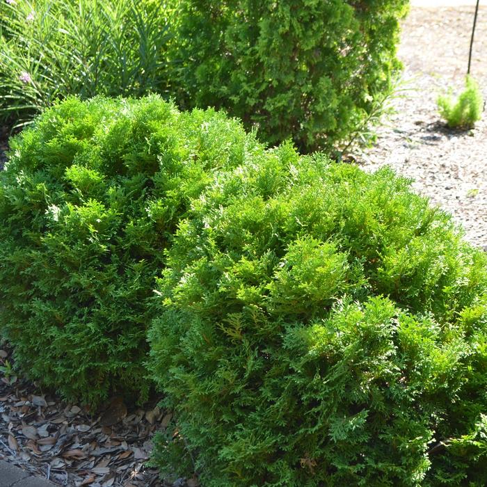 Mr. Bowling Ball&reg; Arborvitae - Thuja occidentalis 'Bobazam' from EC Browns Nursery