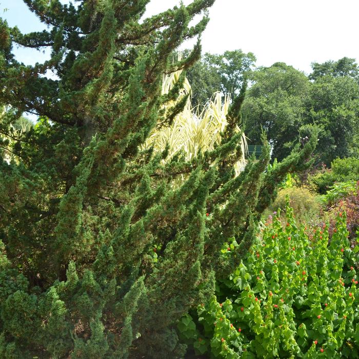 'Torulosa&trade;' Hollywood Juniper - Juniperus chinensis from EC Browns Nursery