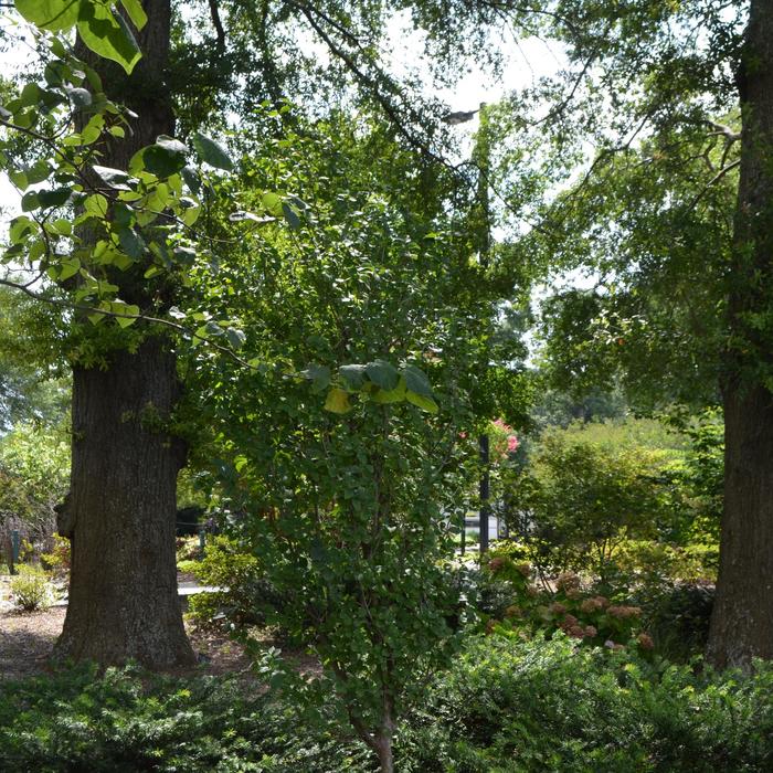  'Golden Glory' Cornelian Cherry - Cornus mas from EC Browns Nursery