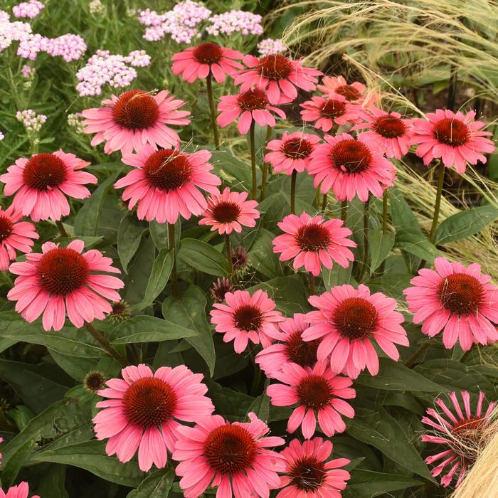 Eye-Catcher&trade; 'Coral Craze' - Echinacea hybrid from EC Browns Nursery