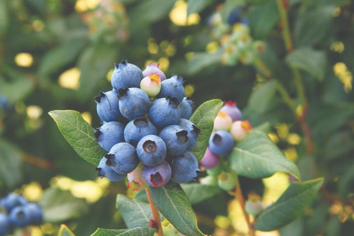 Bushel and Berry&reg; Perpetua&reg; - Vaccinium ''ORUS-61-1'' PP24209 (Blueberry) from EC Browns Nursery