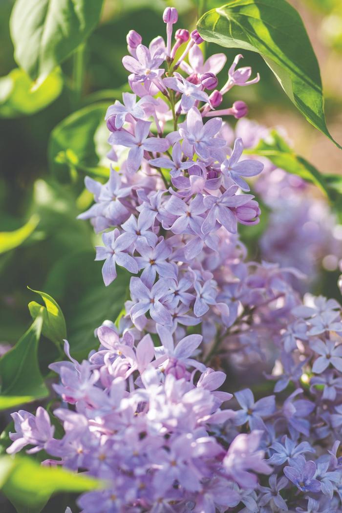 New Age Lavender Lilac - Syringa vulgaris 'G13099' PPAF (Lilac) from EC Browns Nursery