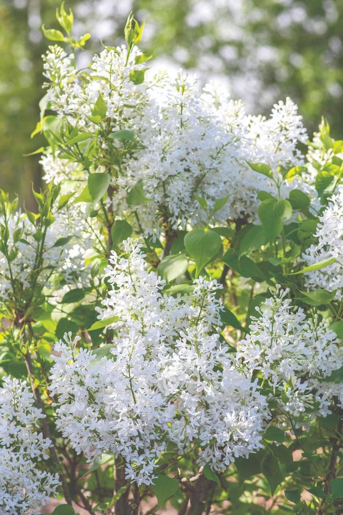 New Age White Lilac - Syringa vulgaris 'New Age White' from EC Browns Nursery