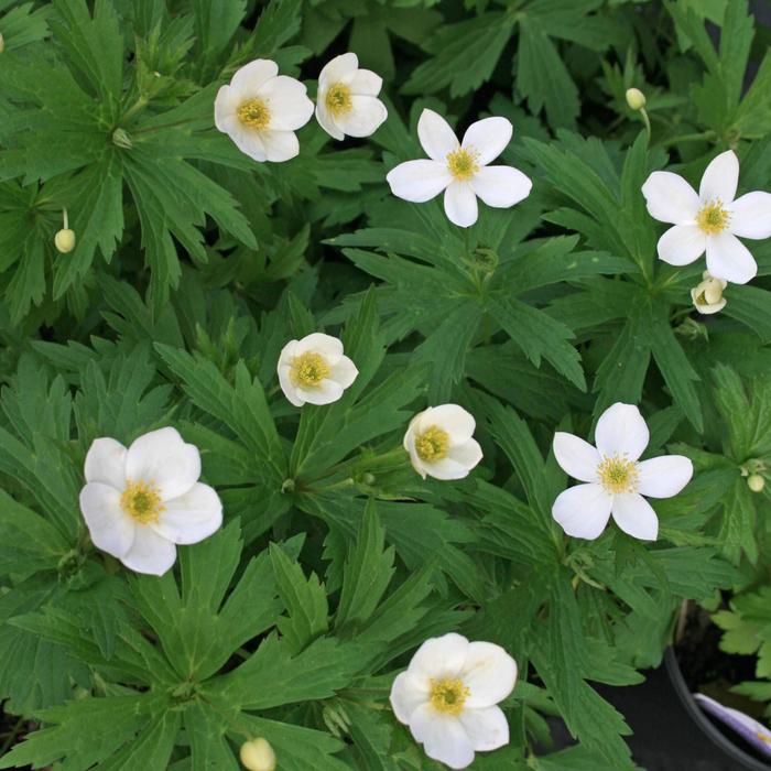 Meadow Anemone - Anemone canadensis from EC Browns Nursery