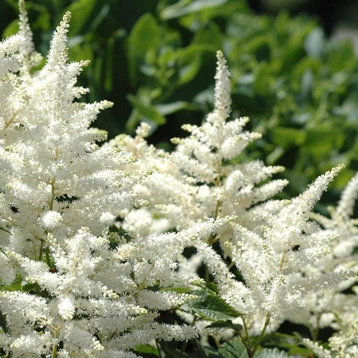 Bridal Veil False Spirea - Astilbe x arendsii 'Brautschleier(Bridal Veil)' from EC Browns Nursery