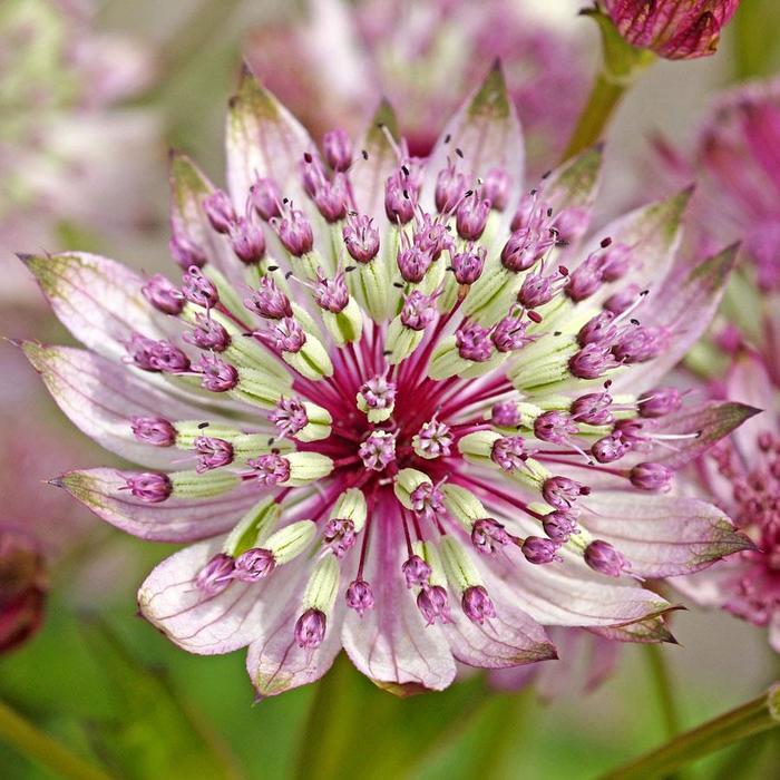 Great Masterwort - Astrantia major from EC Browns Nursery