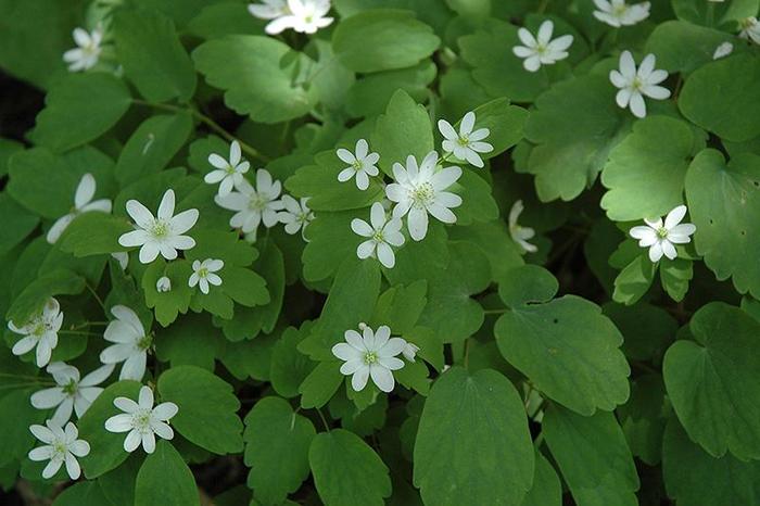 Rue-anemone - Anemonella thalictroides from EC Browns Nursery