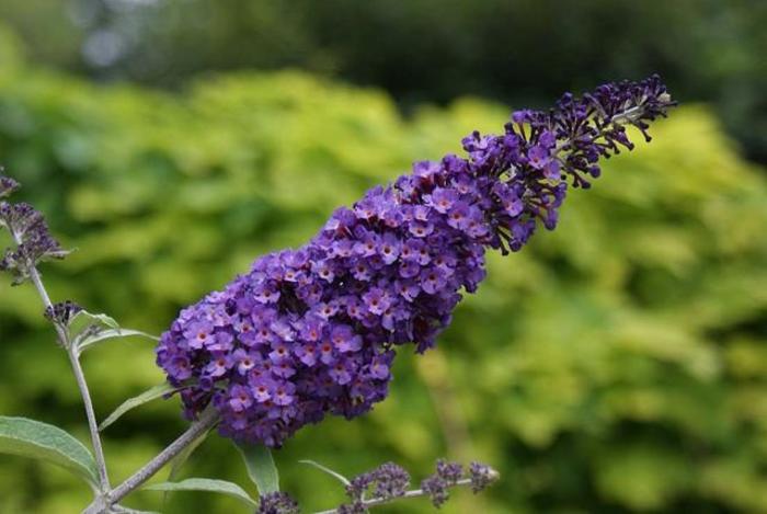 ''Purple Emperor&trade;