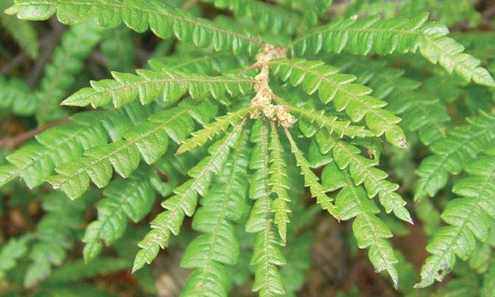 Sweetfern - Comptonia peregrina from EC Browns Nursery