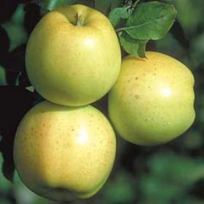 Honeygold Apple - Apple 'Honeygold' from EC Browns Nursery